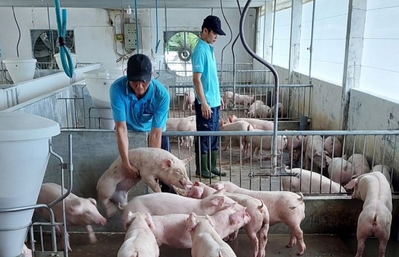 Giá heo hơi tại miền Bắc hôm nay được ghi nhận trong khoảng 51.000 - 54.000 đồng/kg.