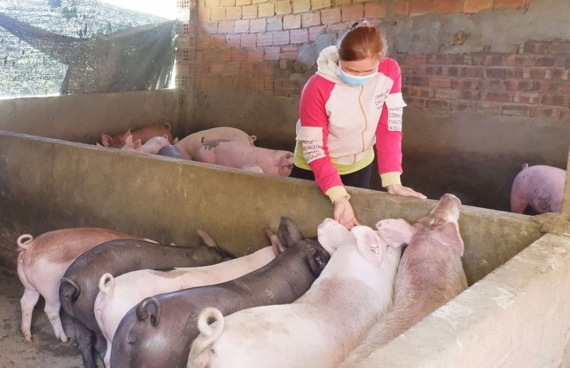 Giá heo hơi hôm nay 30/12 chưa tìm được đà tăng giá vẫn chạm đáy 50.000 đồng/kg. 