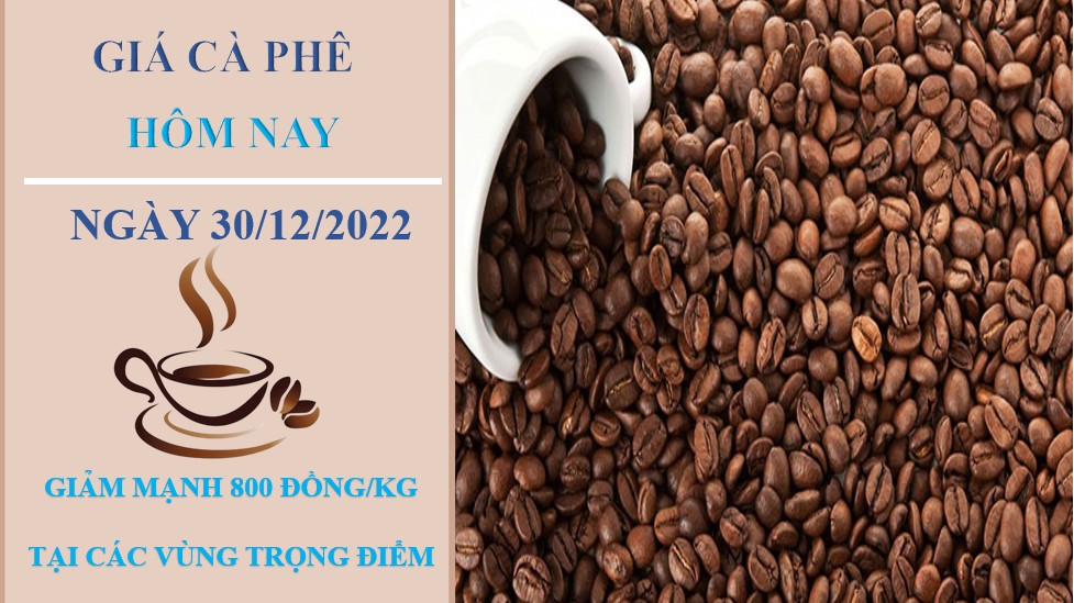 Giá cà phê hôm nay 30/12/2022: Giảm mạnh tại các vùng trọng điểm
