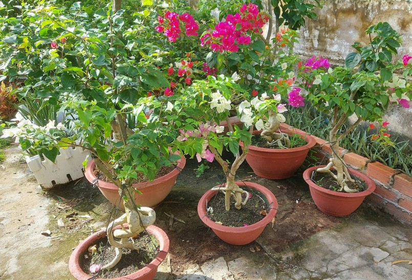 Vào mùa đông, nhiệt độ thấp, sự phát triển của cây bị cản trở và chuyển sang trạng thái nửa ngủ đông, làm giảm nhu cầu về nước.