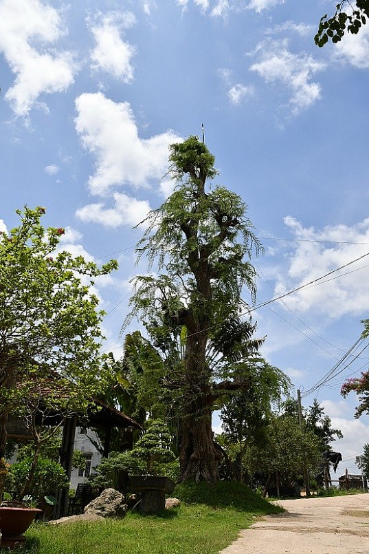 Cây me bonsai sừng sững ngay tại lối đi vào quán cà phê Cây me bonsai sừng sững ngay tại lối đi vào quán cà phê