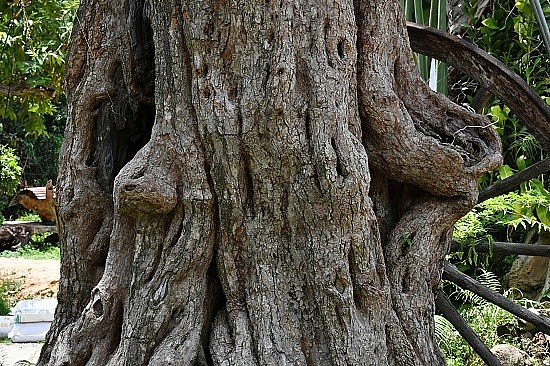 Cận cảnh thân cây me có tuổi đời gần 300 năm Cận cảnh thân cây me có tuổi đời gần 300 năm