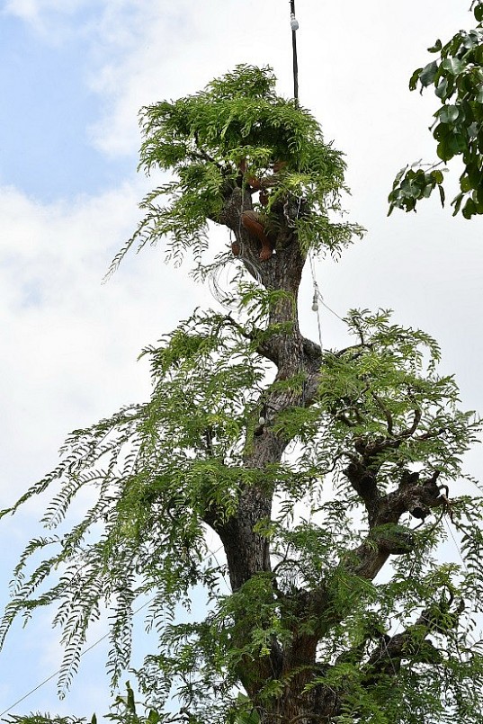 Thân cây này hình dáng khá ấn tượng Thân cây này hình dáng khá ấn tượng