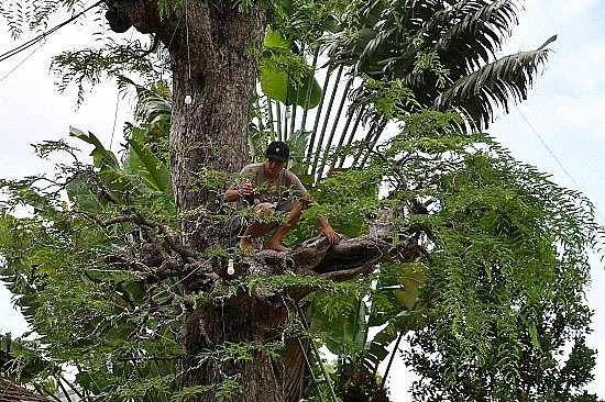 Anh Sân đang kiểm tra, chăm sóc cây me của mình Anh Sân đang kiểm tra, chăm sóc cây me của mình
