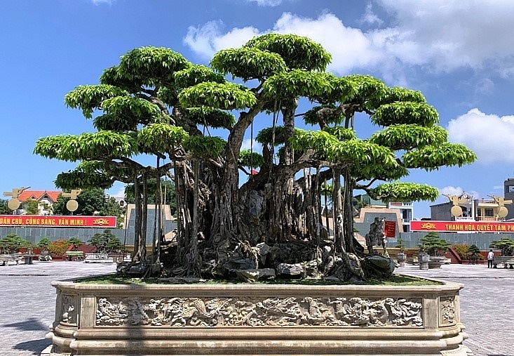 Đáng chú ý nhất là có thông tin một người Nhật định giá siêu phẩm bonsai sanh cổ thụ này với mức hơn 20 triệu đô (khoảng hơn 460 tỷ đồng). 