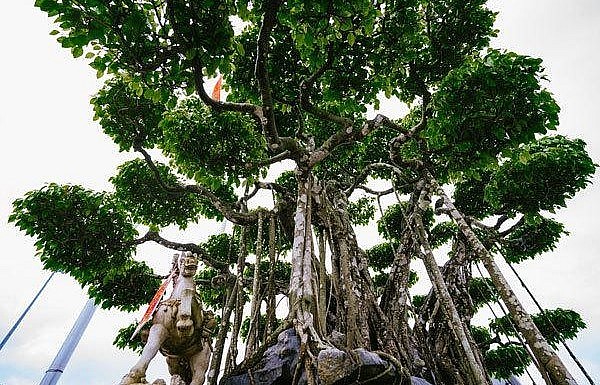 Theo chủ nhân của siêu phẩm bonsai sanh cổ thụ cho biết, cây sanh của ông thuộc dòng sanh quê phát triển rất chậm, vì vậy cây này đã vài trăm tuổi.