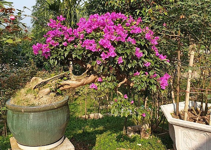 Tạo cơ hội để chậu hoa giấy tiếp xúc nhiều nhất với ánh nắng.