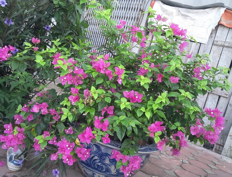 Muốn có hoa giấy đẹp nở trong dịp tết âm lịch năm nay, song song với việc cắt tỉa cành tạo tán, phải ngắt nước trước thời điểm trước Tết từ 60 - 70 ngày.