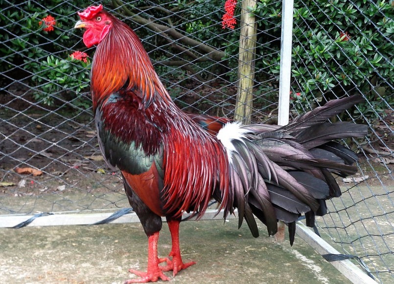 Trong giới chơi gà chọi, sở hữu một chiến kê là niềm tự hào và đáng giá cả gia tài. 