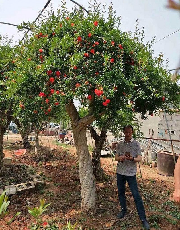 Cây lựu hạnh trên 100 tuổi được khách trả tới 3,5 tỷ đồng Cây lựu hạnh trên 100 tuổi được khách trả tới 3,5 tỷ đồng