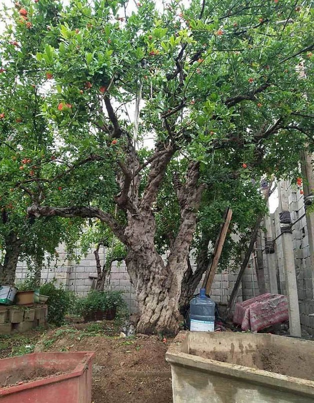 Gốc lựu quả hơn 200 năm tuổi được khách Hồng Kông trả giá 2,6 tỷ đồng Gốc lựu quả hơn 200 năm tuổi được khách Hồng Kông trả giá 2,6 tỷ đồng