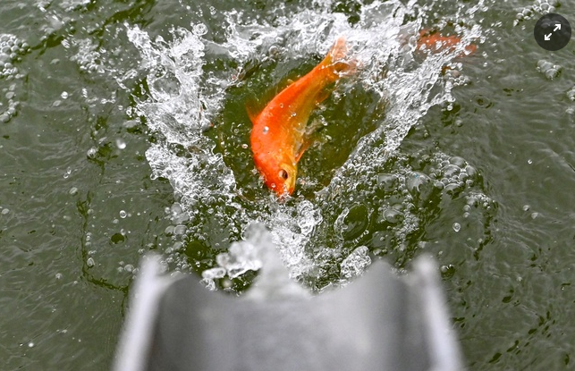 Vào 23 tháng Chạp, ngoài mâm cỗ cúng các gia đình sẽ chuẩn bị cá chép để thả. Vào 23 tháng Chạp, ngoài mâm cỗ cúng các gia đình sẽ chuẩn bị cá chép để thả.