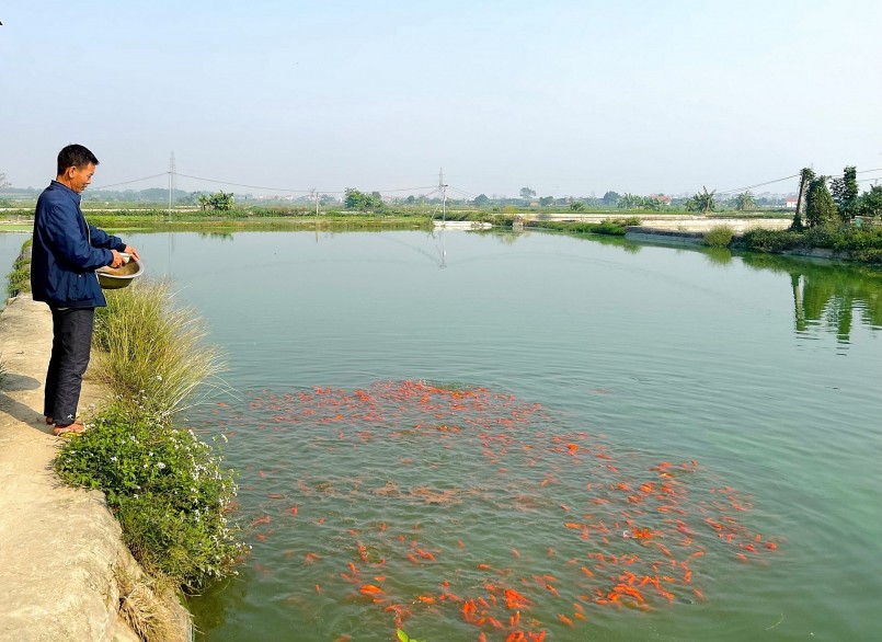 Các hộ nuôi cá chép đỏ làng Phủ Yên, xã Yên Lập, huyện Vĩnh Tường, tỉnh Vĩnh Phúc tích cực chăm sóc, phòng bệnh cho cá chép đỏ Các hộ nuôi cá chép đỏ làng Phủ Yên, xã Yên Lập, huyện Vĩnh Tường, tỉnh Vĩnh Phúc tích cực chăm sóc, phòng bệnh cho cá chép đỏ