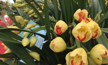 Săn loài hoa quý tộc dịp Tết, 