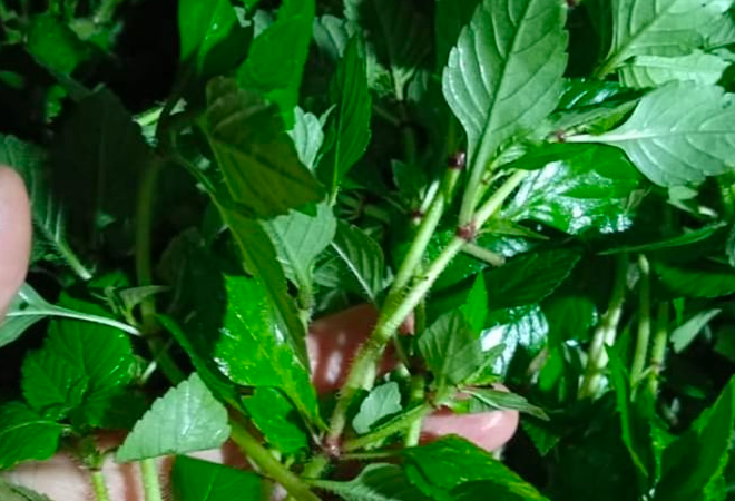 Rau âu (tiếng Tày là Phoắc Âu, Phjắc âu…) 