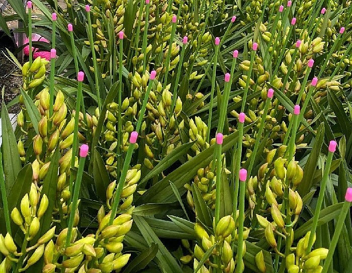 Theo các tiểu thương, địa lan santo có thể chơi hoa cả tháng.