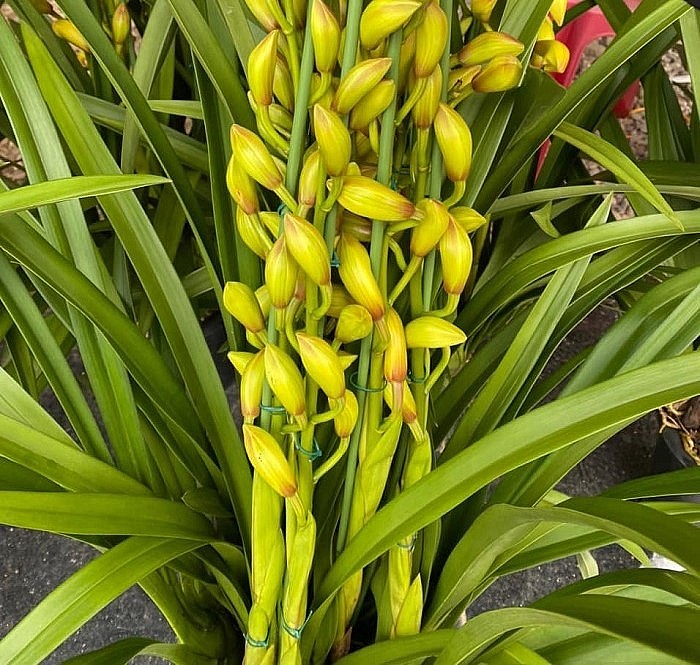 Người mua nên tham khảo các nhà vườn lớn, chọn cây lan santo có nụ hoa đồng đều, không cong.