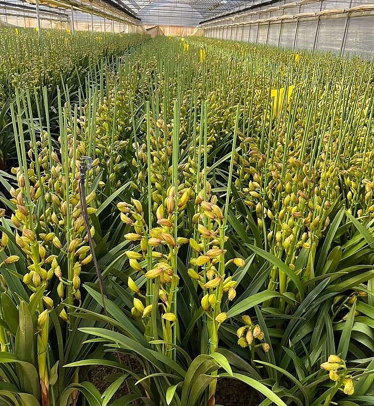 Hoa địa lan santo Trung Quốc được tập kết ở cửa khẩu chuẩn bị đưa về các địa phương.