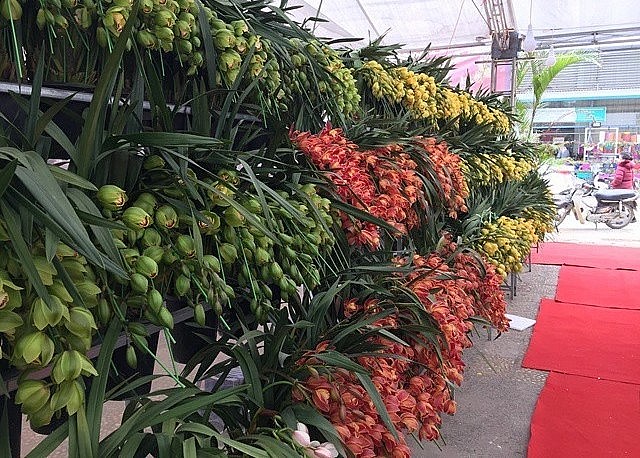 Hoa lan santo Trung Quốc có màu sắc sặc sỡ.