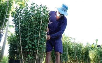 Tuyệt chiêu luyện hoa cúc 'chân dài' lão nông một mình một chợ, lãi 150 triệu vụ Tết