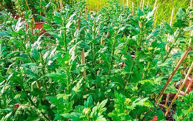 Cúc chân dài trồng khoảng 5,5 tháng mới đủ ngày xuất bán. Cúc chân dài trồng khoảng 5,5 tháng mới đủ ngày xuất bán.