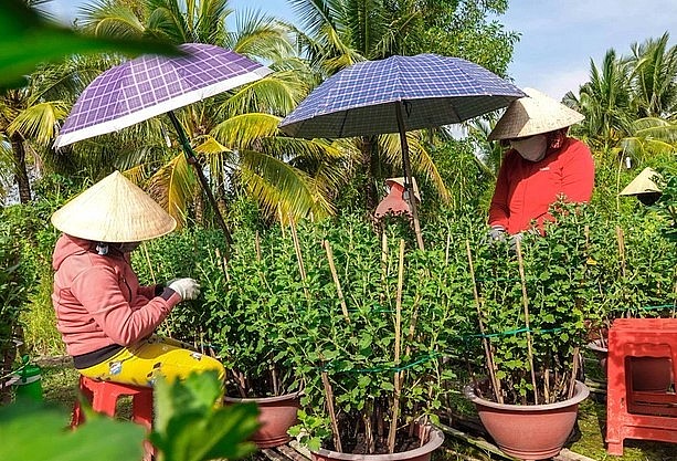 Ông Sê thuê nhân công lặt lá, ngắt nụ hoa để tuyển ra những chậu bông đẹp (Ảnh: Bảo Kỳ). Ông Sê thuê nhân công lặt lá, ngắt nụ hoa để tuyển ra những chậu bông đẹp (Ảnh: Bảo Kỳ).