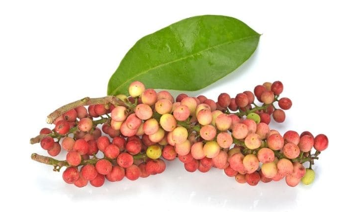 Cây chòi mòi có nhiều công dụng sức khỏe rất hay có thể bạn chưa biết