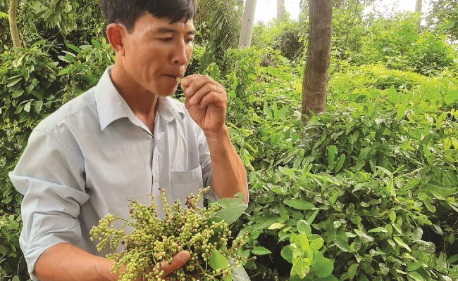 Cây chòi mòi có nhiều công dụng sức khỏe rất hay có thể bạn chưa biết