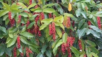 Cây chòi mòi với nhiều công dụng tốt cho sức khỏe có thể bạn chưa biết