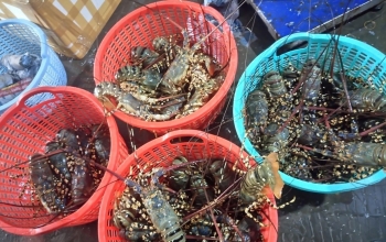 Trung Quốc ngưng mua, giá tôm hùm rớt thảm, người nuôi lo thất thu vụ Tết
