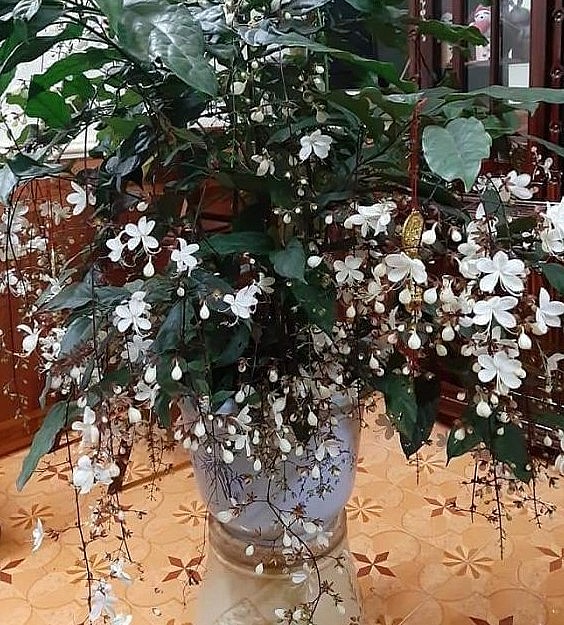 Loài hoa của ngày Tết vừa mang vẻ đẹp kiêu sa được ví như viên ngọc minh châu lung linh trong trời đêm.