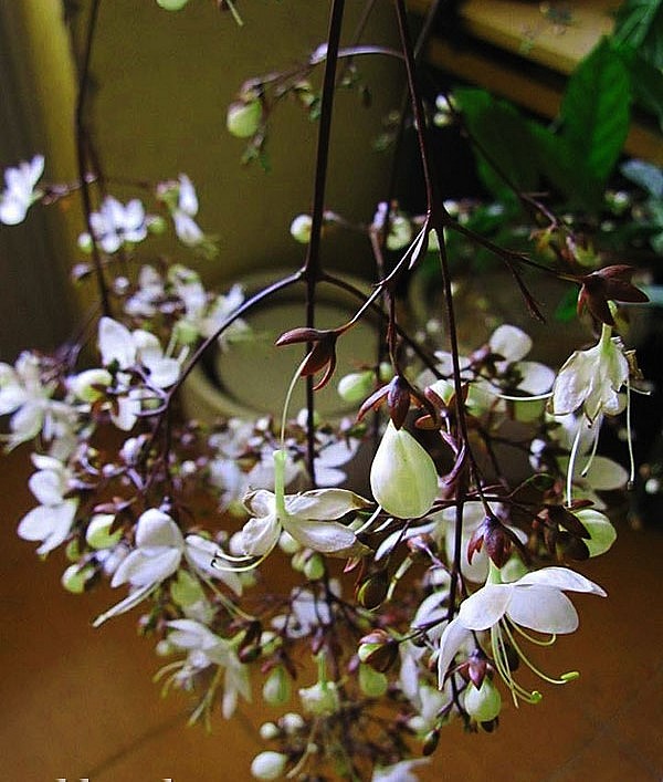 Loài hoa dạ ngọc minh châu mỗi khi suối hoa tuôi chảy làm run rẩy những tâm hồn yêu hoa.