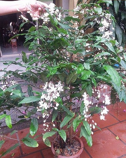 Hoa dạ ngọc minh châu kết thành những chuỗi dài có khi lên đến hơn 1m rất mềm mại, lãng mạn. 