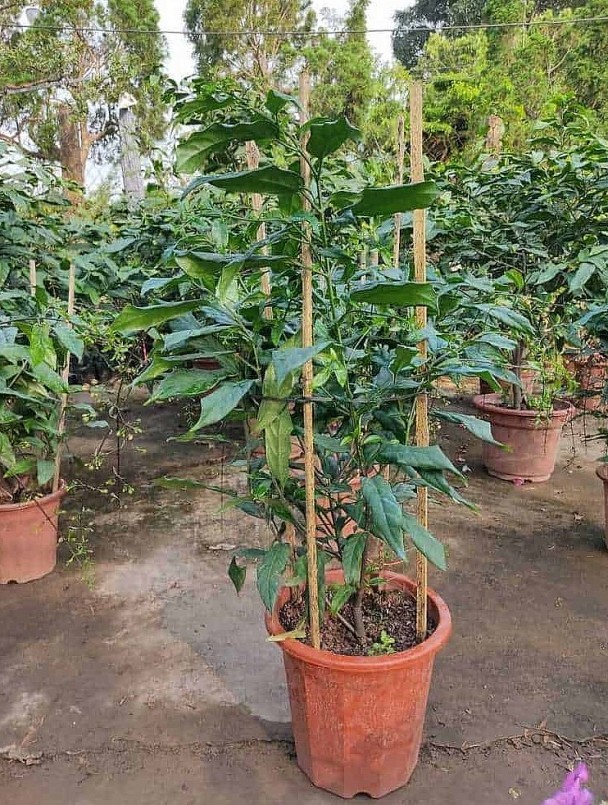 Dạ ngọc minh châu vừa đẹp lại rất dễ tính, không hề sang chảnh nên dễ trồng.