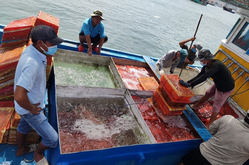 Giá tôm hùm giảm vào thời điểm áp Tết khiến người nuôi tôm lo lắng.