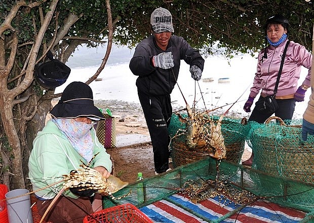 Cách đây chừng 10 ngày trước có tình trạng Trung Quốc không nhập tôm hùm của Việt Nam nên giá tôm hùm giảm.