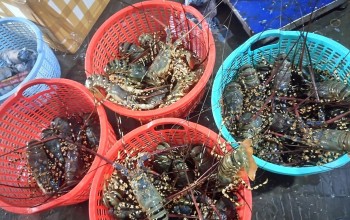 Trung Quốc ngưng mua, giá tôm hùm rớt thảm, người nuôi lo thất thu vụ Tết