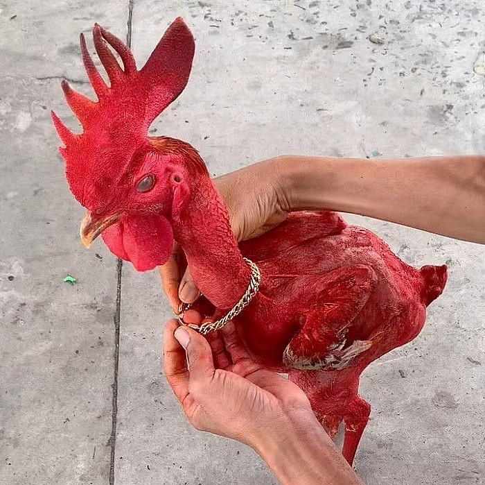 Từ lúc gà còn nhỏ, anh Phong thường dắt nó đi chợ, trên cổ lúc nào cũng đeo dây chuyền vàng trông rất hài hước. Anh đăng tải ảnh chụp gà không lông lên mạng xã hội, thu hút sự chú ý của nhiều người