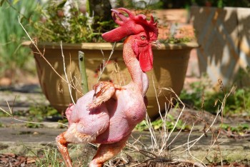 Kỳ lạ chú gà đột biến toàn thân “trần trụi”, cổ đeo vòng vàng, thích tráng miệng bằng sầu riêng