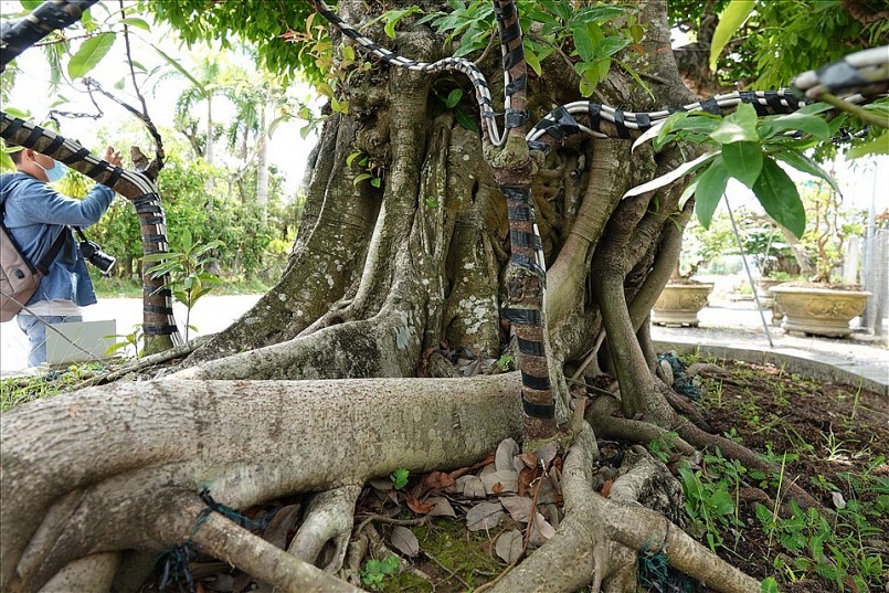 Do cây có dáng thế như con rồng đang bay nên anh đã đặt tên cho cây là “Đại long kỳ mộc”. Hiện cây sộp này có chiều dài 12m, cao khoảng 4m, hoành gốc khoảng 4m, cây có dáng bay, gốc cây nổi lên các u nần, phần rễ mọc bện lên thân cây, các chi được tạo dáng uốn éo như các chân của con rồng. Ngoài ra, ở phần gốc gây còn mọc lên 2 cây mai tự nhiên và đã được các nghệ nhân tạo dáng thành râu rồng.