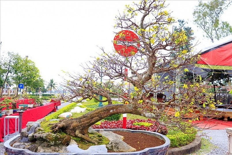 Cây mai thế “bạt phong hồi đầu” của anh Toàn Cây mai thế “bạt phong hồi đầu” của anh Toàn