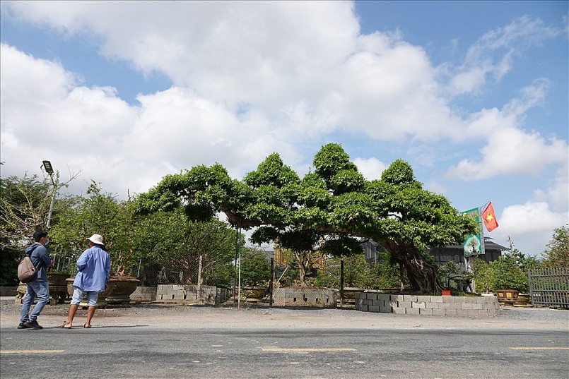 Anh Vũ Đức Đông ngụ phường An Hòa, TP Sa Đéc - chủ nhân cây sộp cổ thụ này cho biết, cây sộp được anh mua về cách đây hơn 10 năm, khi đó cây chưa có hình dáng cụ thể, khi mua về, anh đã thuê nghệ nhân tiến hành chỉnh sửa tạo dáng, phải mất một thời gian dài kỳ công tạo tác, cây mới có dáng thế độc đáo như hiện nay.