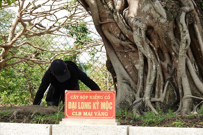 Giá trị cây sộp được ông Đông định giá khoảng 5 tỉ đồng, theo ông có người đã trả 3 tỉ nhưng ông chưa bán. “Cây sộp này đã được nhiều anh em ngỏ ý mua, có người trả giá 3 tỉ nhưng tôi chưa bán, mức giá tôi đề ra là 5 tỉ đồng bởi quá kỳ công để sở hữu và tạo tác thành hình”, ông Đông tiết lộ.