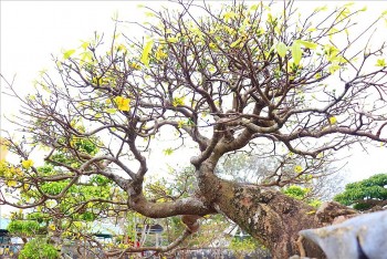 Sửng sốt với cây mai thế “Bạt Phong Hồi Đầu” tỏa hương đặc trưng, khách trả 6 tỷ đồng chủ nhân vẫn lắc đầu