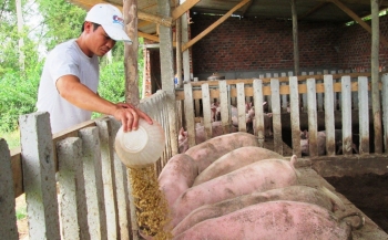 Giá heo hơi hôm nay 31/12 tiếp đà giảm khép lại một năm vượt khó, kỳ vọng cửa xuất khẩu thuận lợi