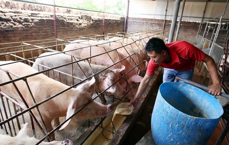 Theo khảo sát, thị trường heo hơi tại miền Bắc không có biến động mới, giá thấp nhất là 51.000 đồng/kg.