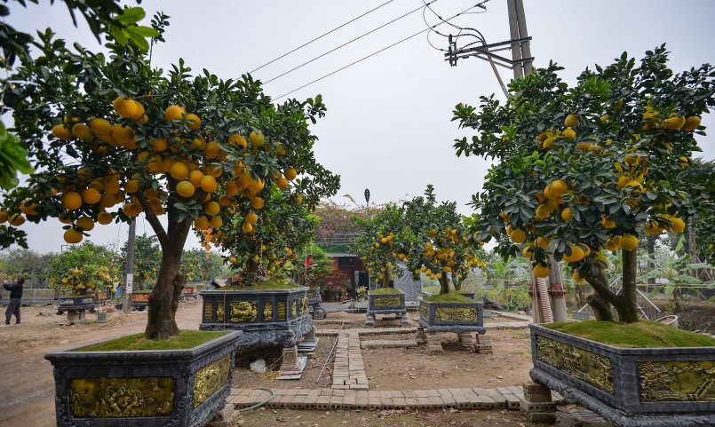 Thời điểm này nhà vườn bắt đầu đưa những cây bưởi cảnh ra phục vụ nhu cầu Tết, nỗi bật là hàng trăm cây bưởi diễn trĩu quả.