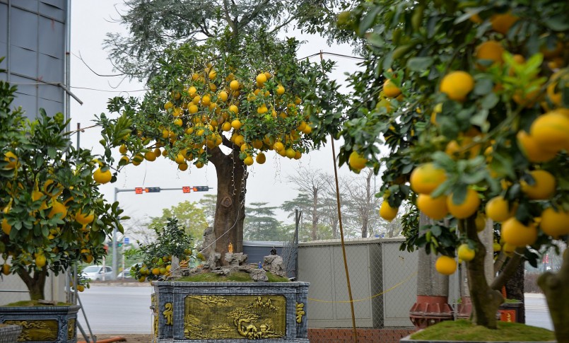 Cây bưởi diễn khủng đang gây sốt này có khoảng 400 trái đã chín vàng.
