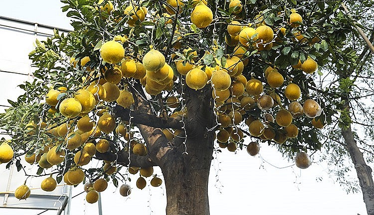 Bưởi Diễn thường trái nhỏ, khi chín có màu vàng đỏ, gốc bưởi càng lâu năm thì tép bưởi càng ngọt