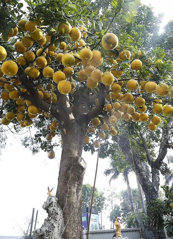 Cây bưởi diễn khủng 400 quả có tên Tâm An.